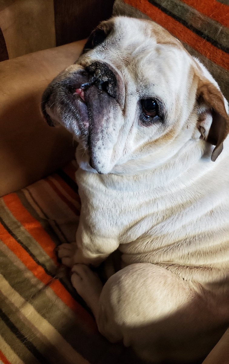 Oh, were you sitting here?  We are always happy to share our seat with Gravy!
🐾❤🐕🐶😁
#wavyGravy #mushyface #bulldogs #walkinthedoginwhitby #walkinthedog