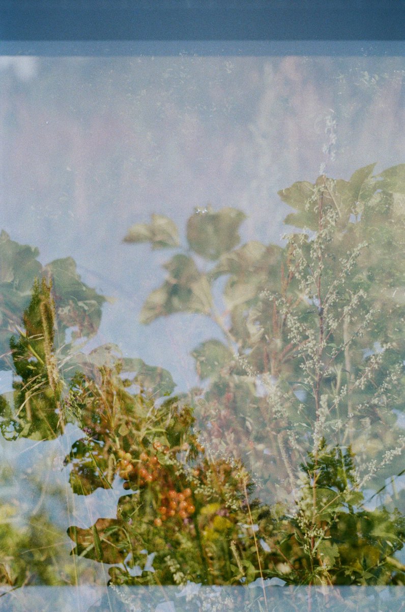 amidriel_'s tweet photo. GM friends, wishing you a lovely day ahead 🍃
“Summer layers”
Shot on Kodak Color 200
2020
#film #35mm #kodakcolor200 #NFTphotographers #nftphotography https://t.co/xIMwRz1qhF