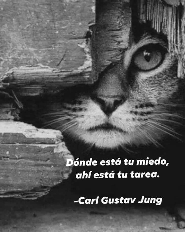 avanzandoacasa's tweet photo. Donde está tu miedo,
Ahí está tu tarea. https://t.co/B1kiAXLL7i