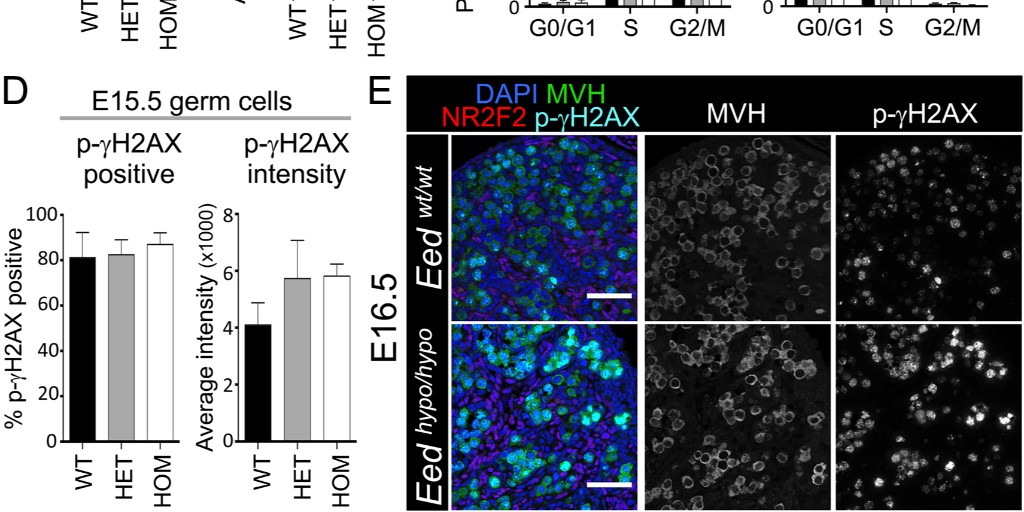 ReprodJournal's tweet photo. These early results "reveal a novel role for embryonic ectoderm development in the ovary that is likely to alter ovarian development and ovarian function in adult animals." Learn more here: #ReproductionResearch https://t.co/SyPg9xn5ID https://t.co/uBxeyB8Hx7