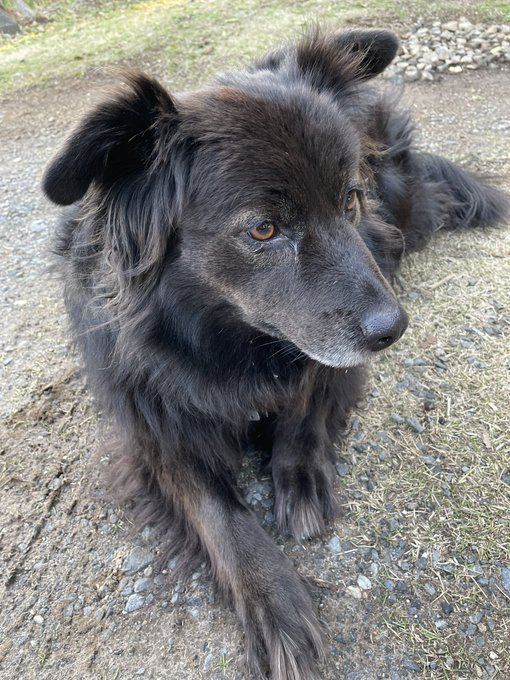 犬ちゃんとふれあってきた🐶肉詰まっててムチムチでたまらん…かわいい(他所の家の飼い犬です) 