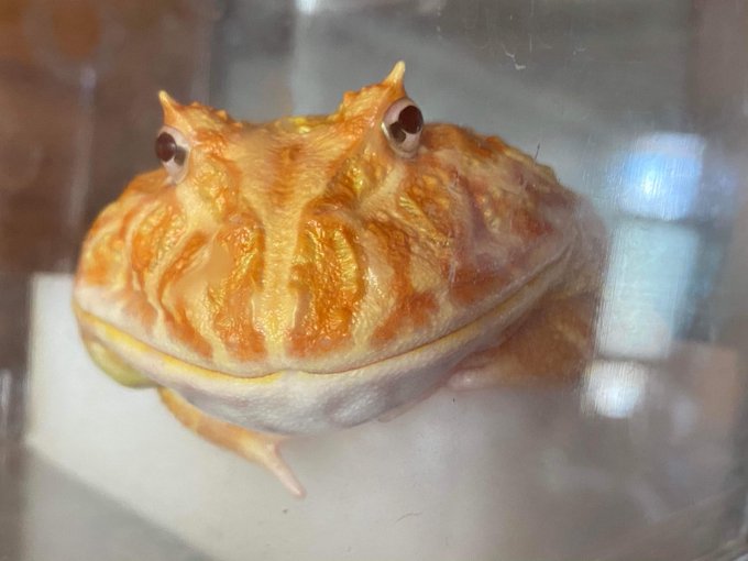 ベルツノガエルの寿命はどれくらい 値段や飼育方法もくわしく解説 両生類の種類について知りたいならあにまろ る