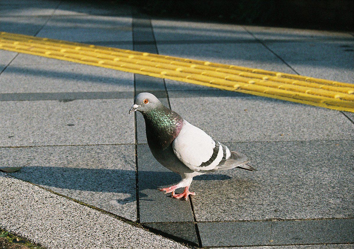sekiun_creation's tweet photo. Pigeons
#F401 https://t.co/k8pS9FIep2