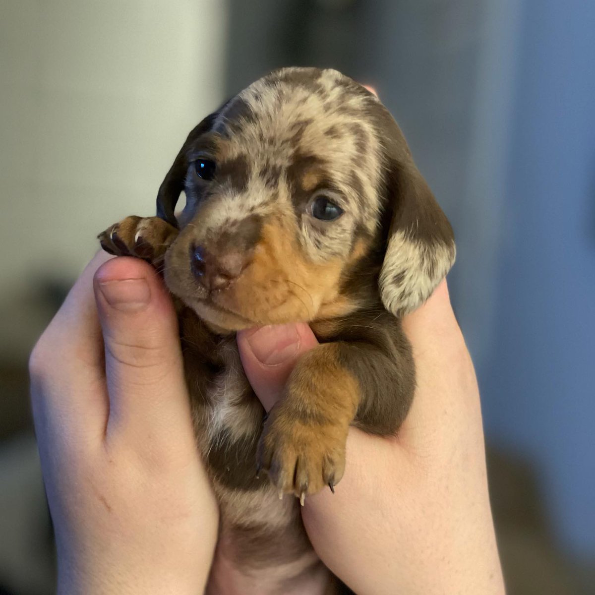 dachshund_heave's tweet photo. Give a name for this cutie!!😁🥰
#Dachshund #Dachshunds https://t.co/5pOVGaO5LL
