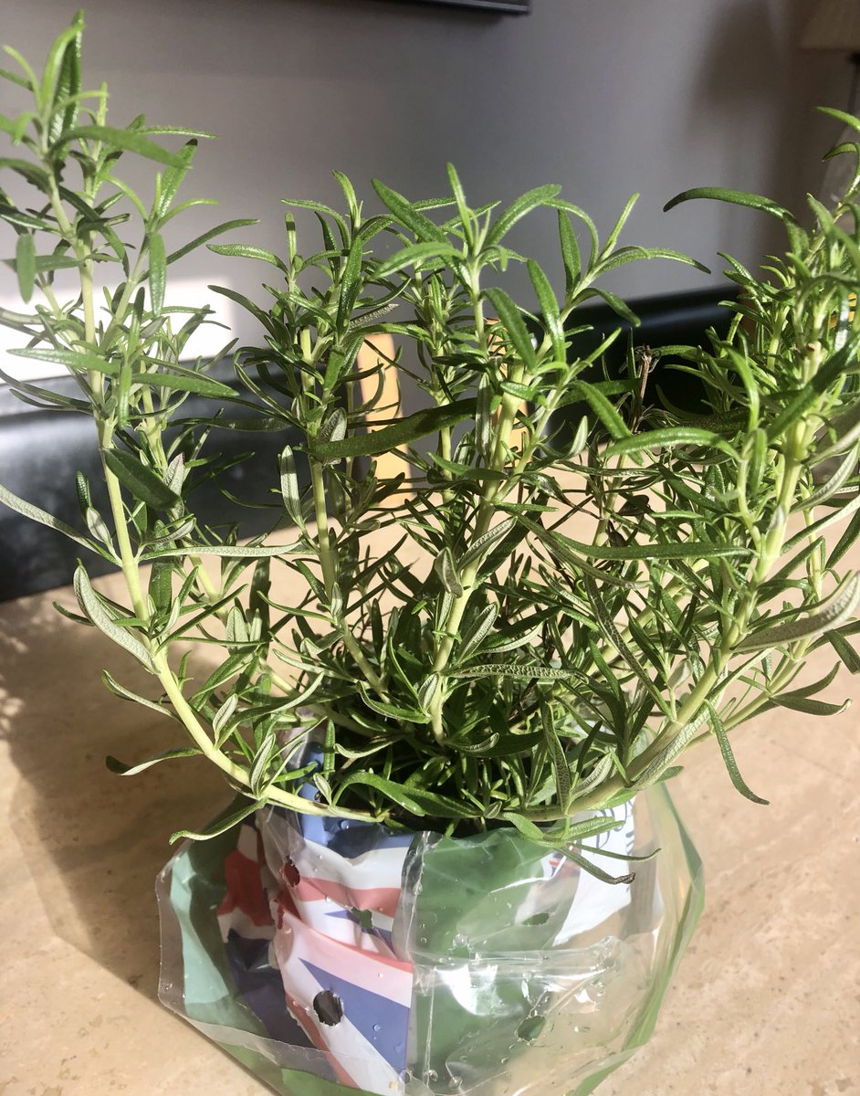 Encouraging my daughter to take a blast 💥 of rosemary on board before her mock History exam inspired by ⁦<a href="/stephenheppell/">prof stephen heppell</a>⁩ ⁦<a href="/Les_Collinson/">Lesley Collinson</a>⁩ telling me about the power of plants🪴&amp; Rosemary in particular ⁦<a href="/osirisedu/">Osiris Educational</a>⁩ #WorldEdSummit 🤞🏼