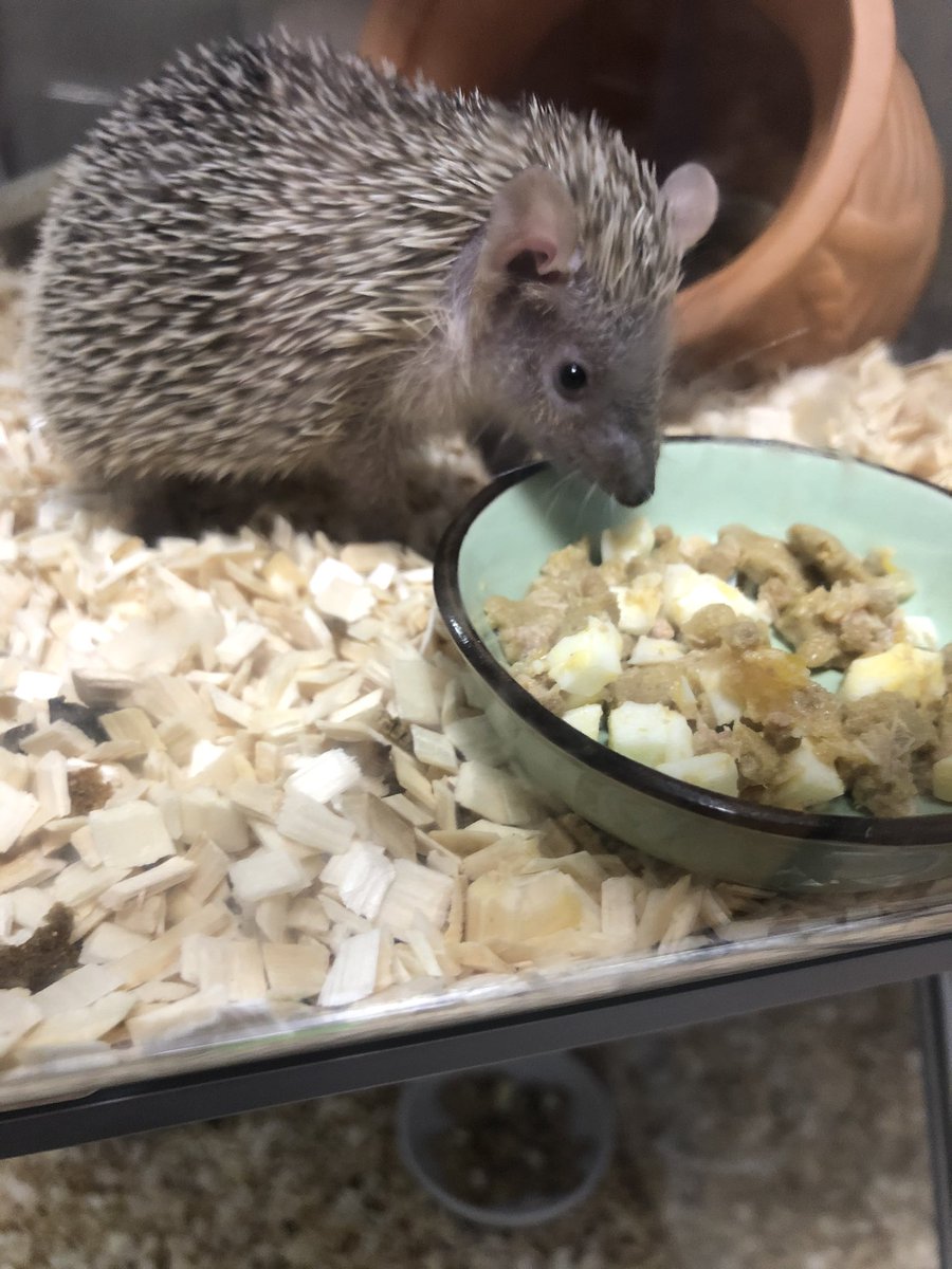 もも/はり隊(♂) tweet media