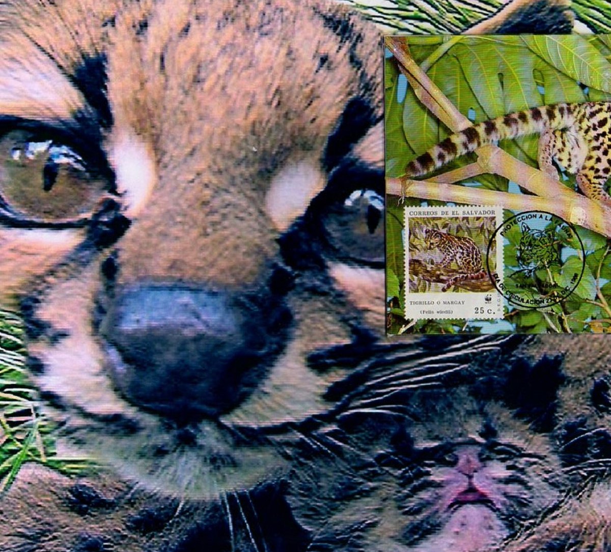 barbierjeanf's tweet photo. I am going to eat you !
The margay or cat-tiger wild cat of New Spain Color printing A by JFBdecor https://t.co/MFgb7kUoVQ via @Etsy 
#MargayCatTiger #OriginalArtwork #FirstDayPostcard #ProtectedWildlife https://t.co/qNkdiTyyOY