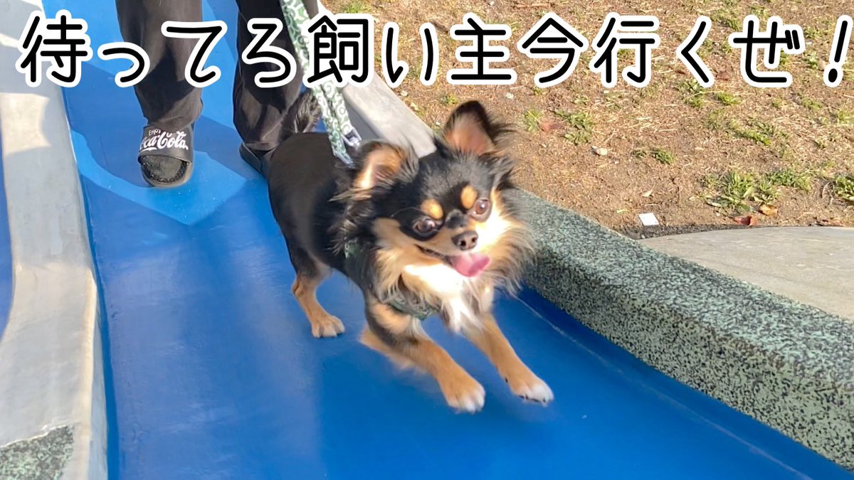 maromaro_11_7's tweet photo. すべり台の上にいる飼い主の元に
行きたいのに行けないマロさん🐶

https://t.co/cFk0WXY0ja

#チワワ #犬好きさんと繋がりたい https://t.co/IBJe1Gktd3