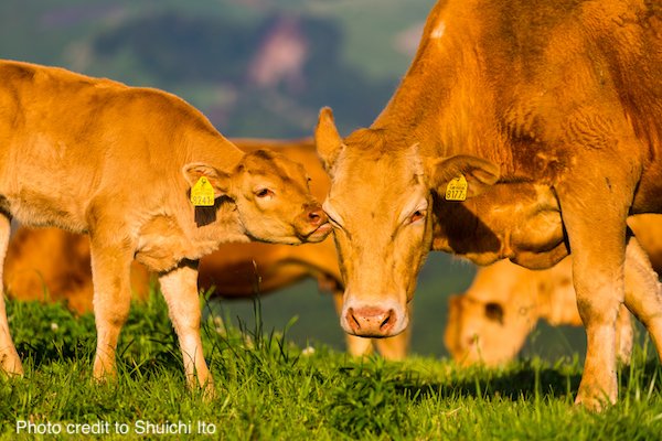 appliedethology's tweet photo. Are you interested in how mothers teach their young and in human-animal relationships? Apply by April 30 for a PhD at VetMed Vienna in Austria. https://t.co/La2nhi6Hf1 https://t.co/90VGBeVwrj