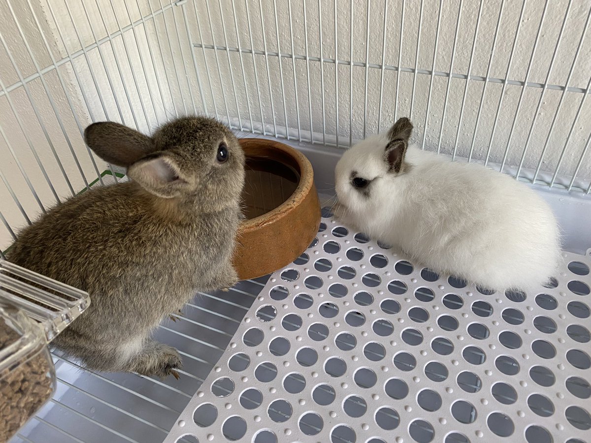 Happy and Lucky ❤️💜🐰🐇💙💚 #netherlanddwarf #rabbit #bunny