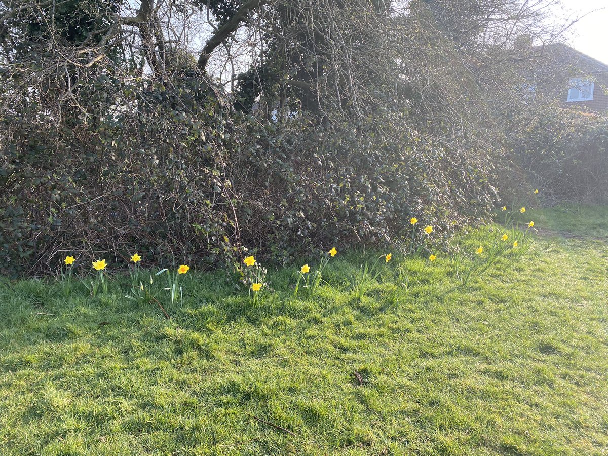 The bulbs planted last October have come out 🌼 lovely to see different colours at Broadstone Fields. Can’t wait for full Spring &amp; Summer!