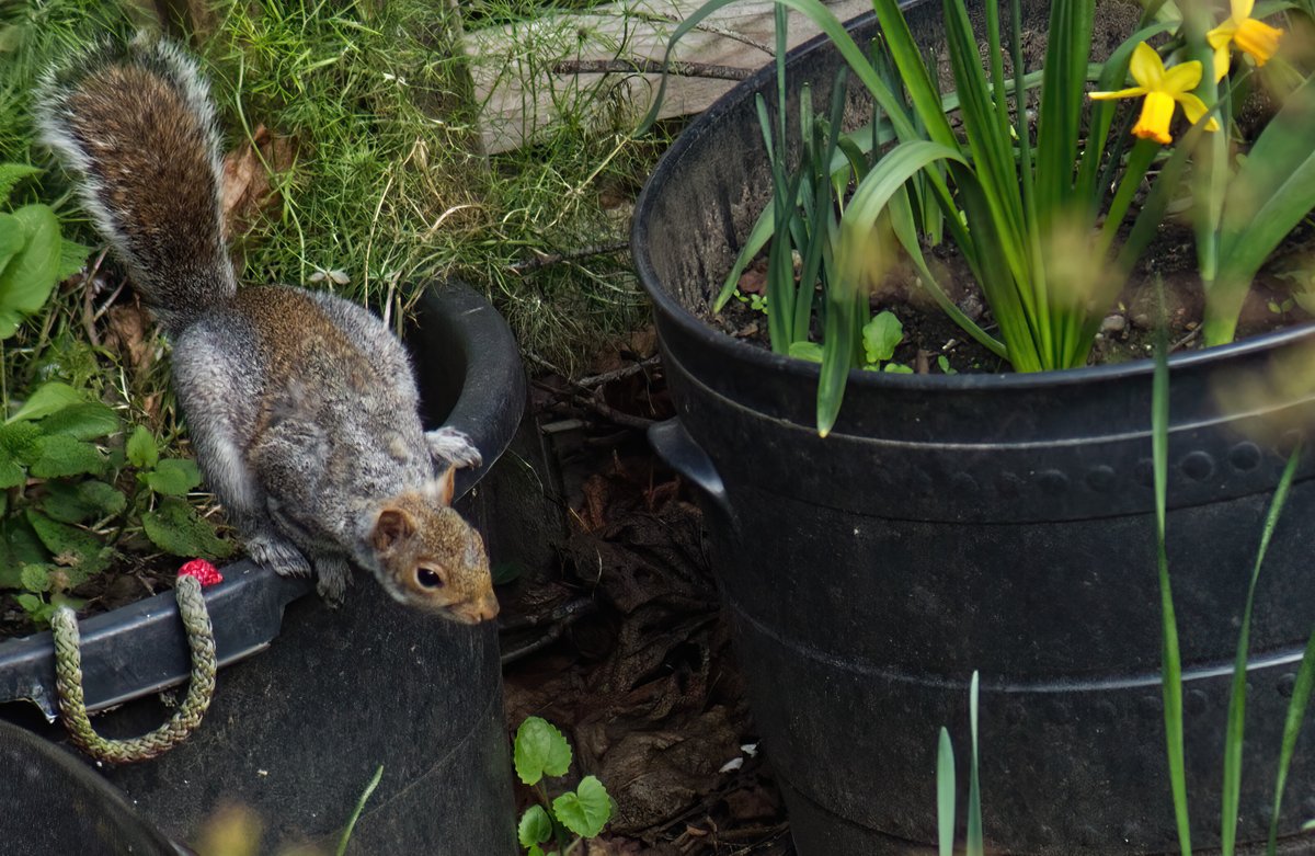 johnlawman_com's tweet photo. A wee visitor in the garden yesterday afternoon. #nature #squirrel #garden #Edinburgh #donteatmyseeds https://t.co/bS2rfIUDLO