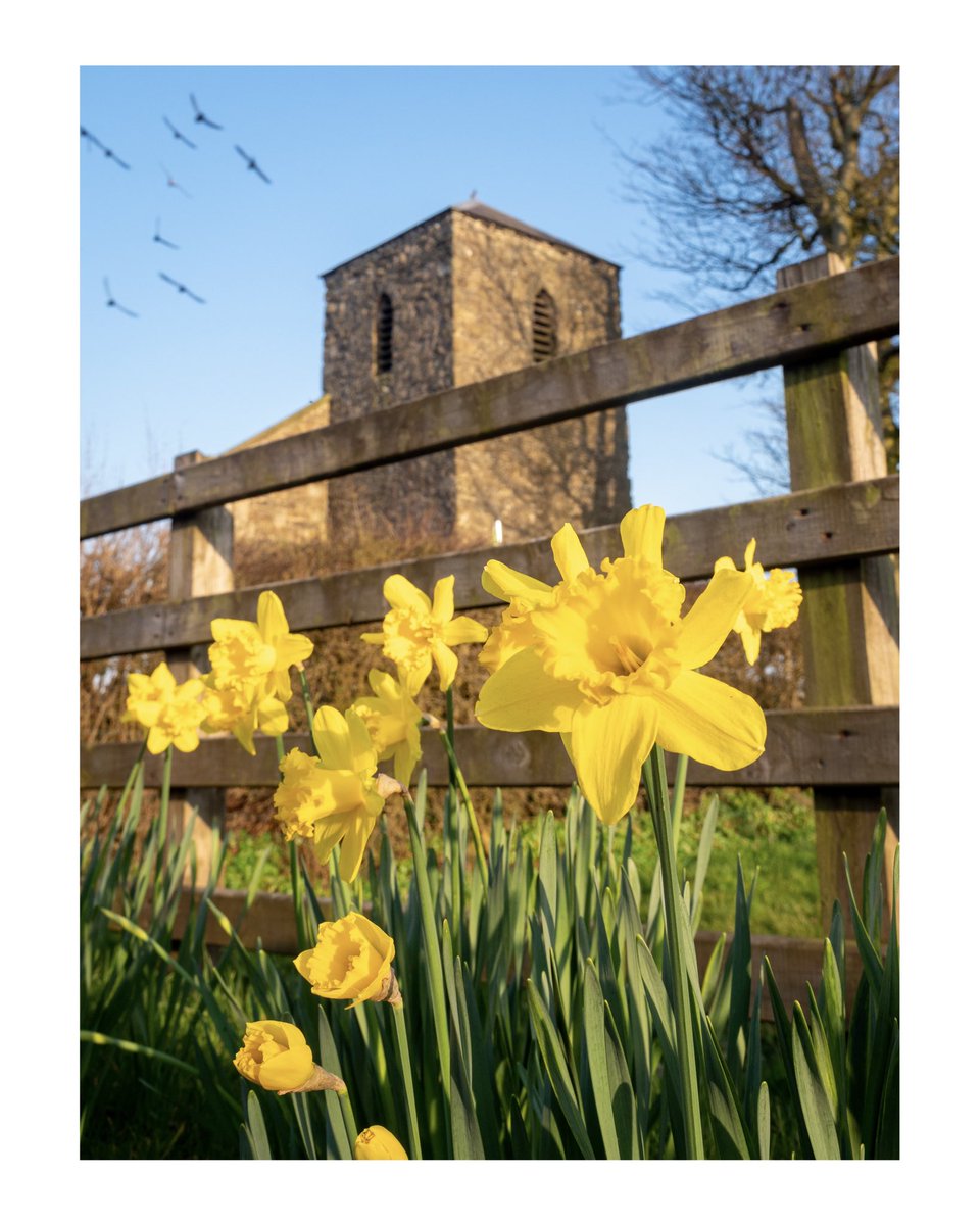 Ballyclarian's tweet photo. A return to favourite place of mine yesterday, St Augustine’s church ruin in Ballyeaston, which always looks so picturesque at this time of year, especially with the birds circling it.
.
.
#ballyeaston #countyantrim #stagustine #stpatrick #daffodils🌼 #springtime #irelandreads https://t.co/1fxwkSRc2E