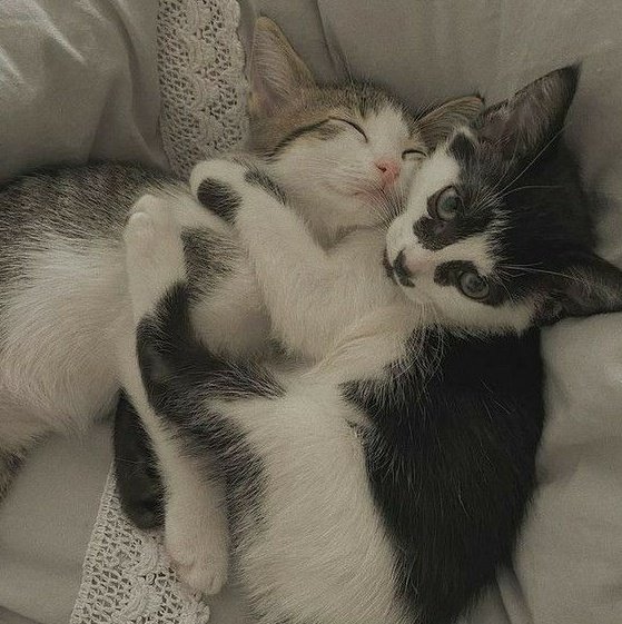 parabéns lia meu amor!!! te amo demais vidoca, você foi uma das primeiras pessoas que eu conheci por aq e uma das mais importantes, obrigada por tudo gatinha, aproveite muito seu dia e coma muito bolo por mim! <3 <a href="/_httpslia/">lia</a>

ps: sdds das nossas conversas de amor doce!