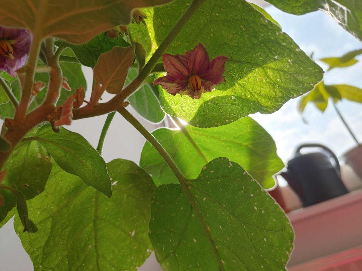 ghostofberyl's tweet photo. First #nobalconygardening update of the year (I think)! My 🍆🍆 finally show first blossoms. Planted her back in Nov &amp; she's been really growing beautifully the past months. #aubergine #eggplant https://t.co/emhGHlAgMe