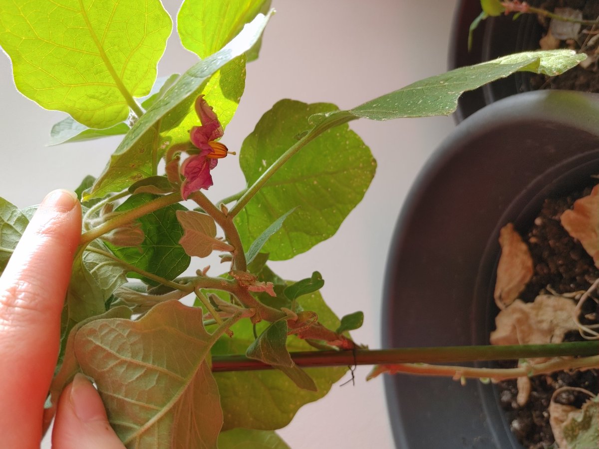 ghostofberyl's tweet photo. First #nobalconygardening update of the year (I think)! My 🍆🍆 finally show first blossoms. Planted her back in Nov &amp; she's been really growing beautifully the past months. #aubergine #eggplant https://t.co/emhGHlAgMe
