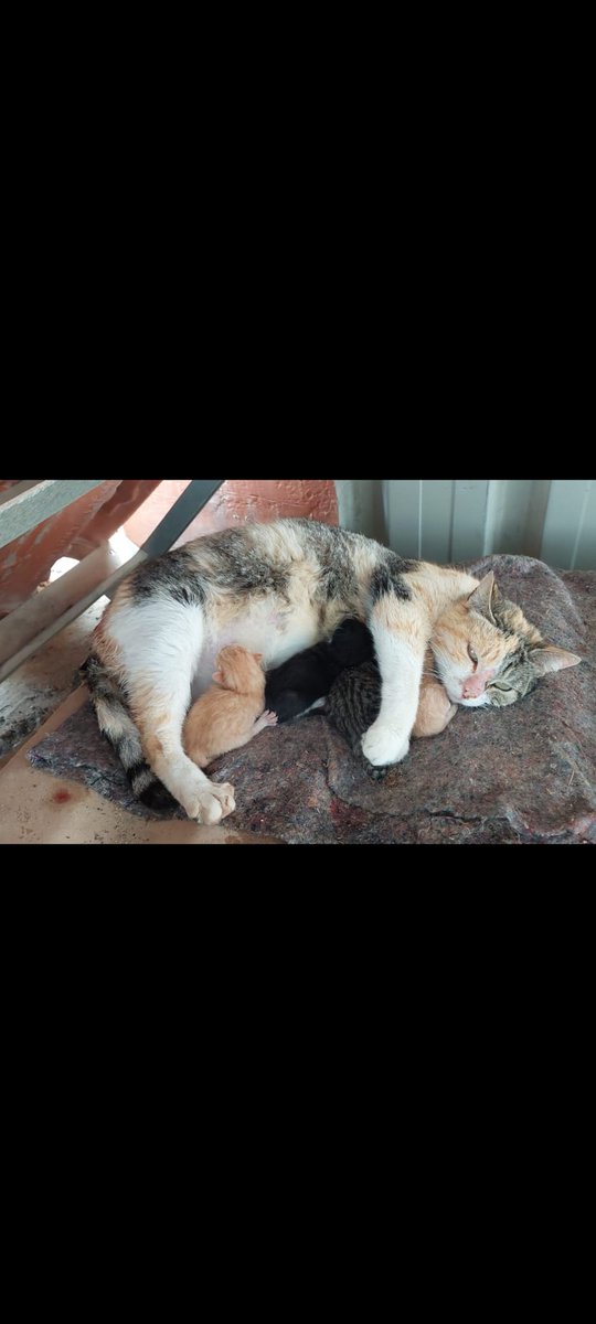 Animalufos tweet media