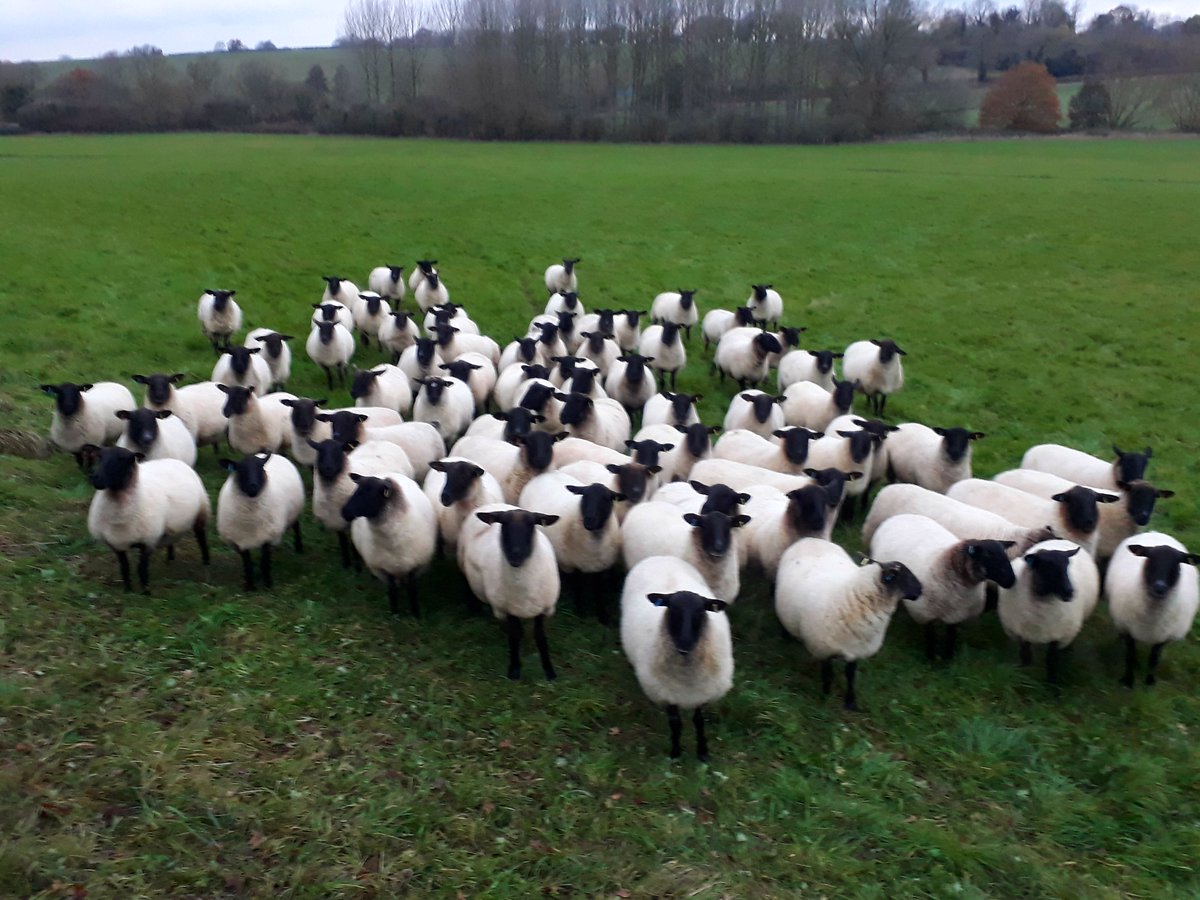 AT OUR MARKET TOMORROW...
Easter Wild Bird Hampers from Lorraine at Wild Bird Food.  Fenemore Farms' , Red Tractor Farm Assured fresh lamb, last of the season fresh mutton will be on sale plus eggs delicious honey.
@#lovincotswolds <a href="/ExperienceOx/">Experience Oxfordshire</a>
 <a href="/Wassup_Oxford/">Wassup Oxfordshire</a> <a href="/FarmingUK/">FarmingUK</a>