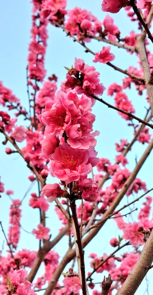 iYantoots's tweet photo. Hello! 😌🌸✨#ScentOfSpring https://t.co/DQsJ3npI7p