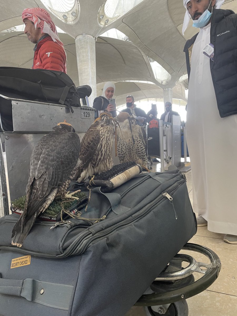 3 falcons waiting at check-in #Amman