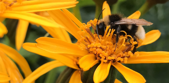 camplantsci's tweet photo. Scientific exploration is one way to delve into the mysteries of the flora around us 🌸  Words are another ✍️ For @Cambridge_Fest our #plantscientist @AnneThomas239 has organised a botanical poetry reading on Sunday 10 April @CUBotanicGarden 🌿
See more 👉https://t.co/LEnJGZShk8 https://t.co/DlhqHG5V8I
