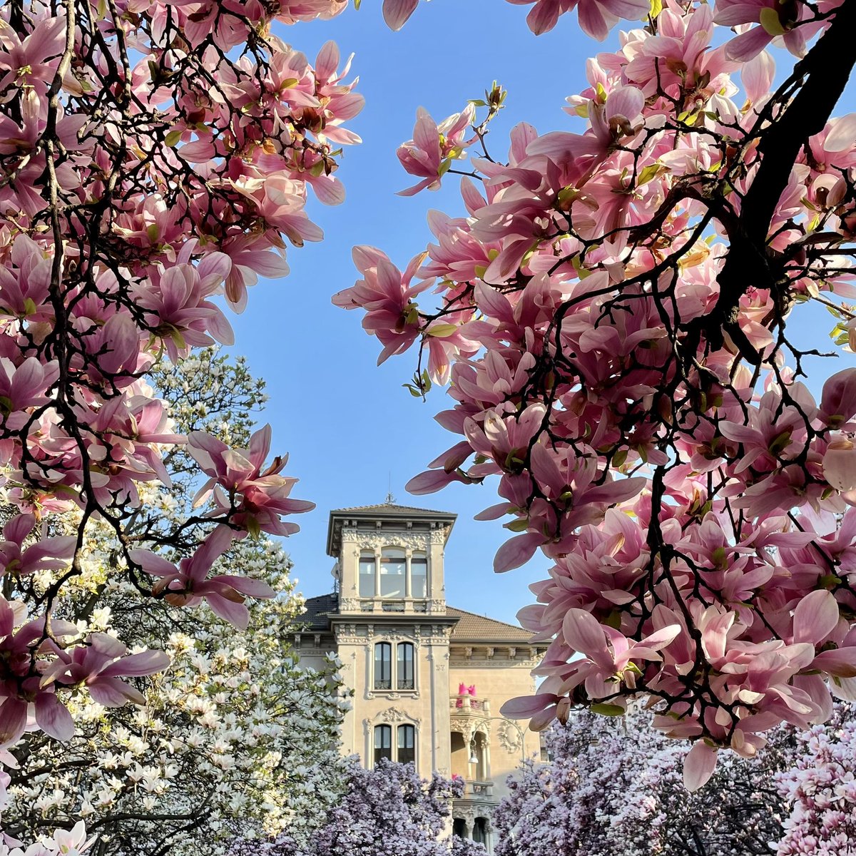 LynnWang02's tweet photo. Blooming season. https://t.co/aKOa3NowUG