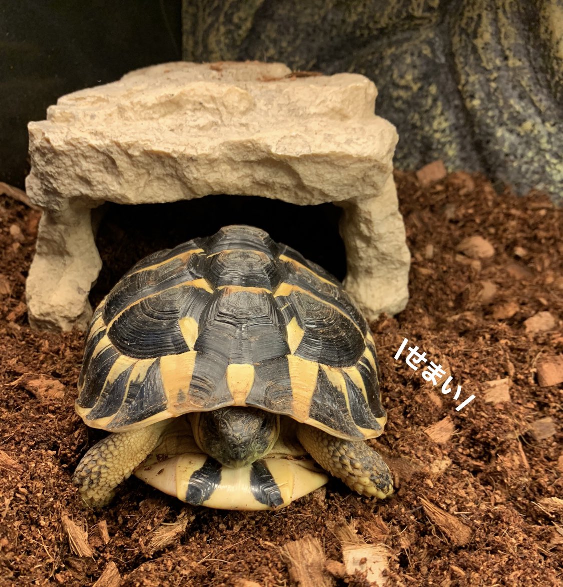 ニシヘルマンリクガメ Twitter Search Twitter