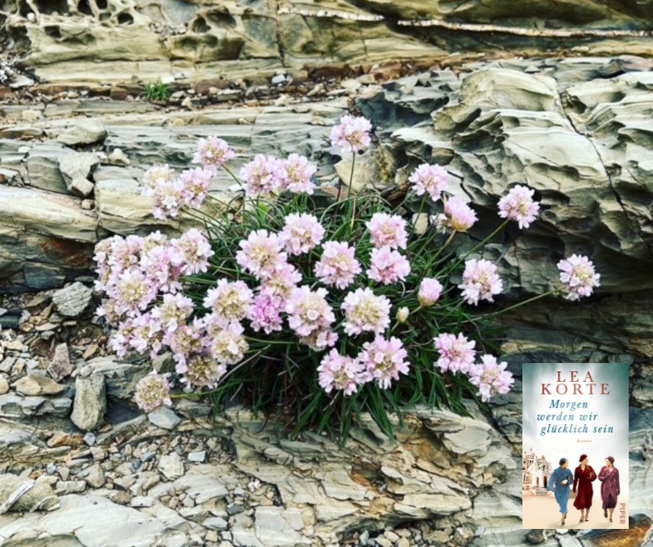 LeaKorte's tweet photo. Als ich heute morgen diese Blumen entdeckt habe - störrisch mitten im Fels, allen Widerständen trotzend - musste ich an die drei Heldinnen meines neue Romans denken, die ja auch Widerständen trotzen, jede auf ihre Art Mut beweisen.
#glück #frieden #romane #piperdigital #piper https://t.co/mgaPIlsVcy