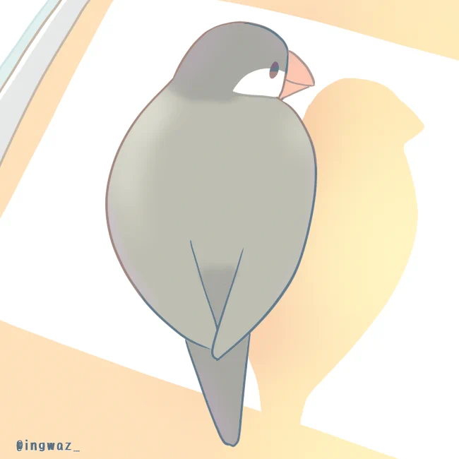 陽だまり。
#Buncho #javasparrow #文鳥 