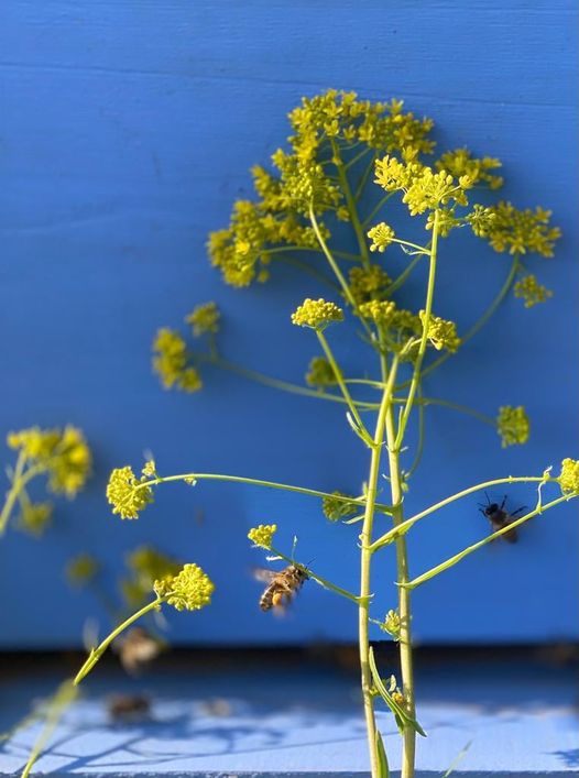 Une ruche 🐝, des fleurs de pastel, une autre façon d’écrire les couleurs du monde, d’illustrer notre soutien et de porter nos espoirs… 🇺🇦