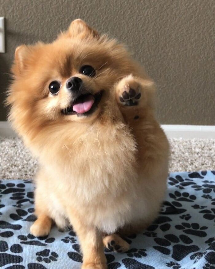 Zanza79258876's tweet photo. @foutoune1979 @pksujin 🌴👠 Beautiful love🙏 dog🦮🐩👏👏👏
#prettyvideo😊👍 https://t.co/J2OyMcRsy8