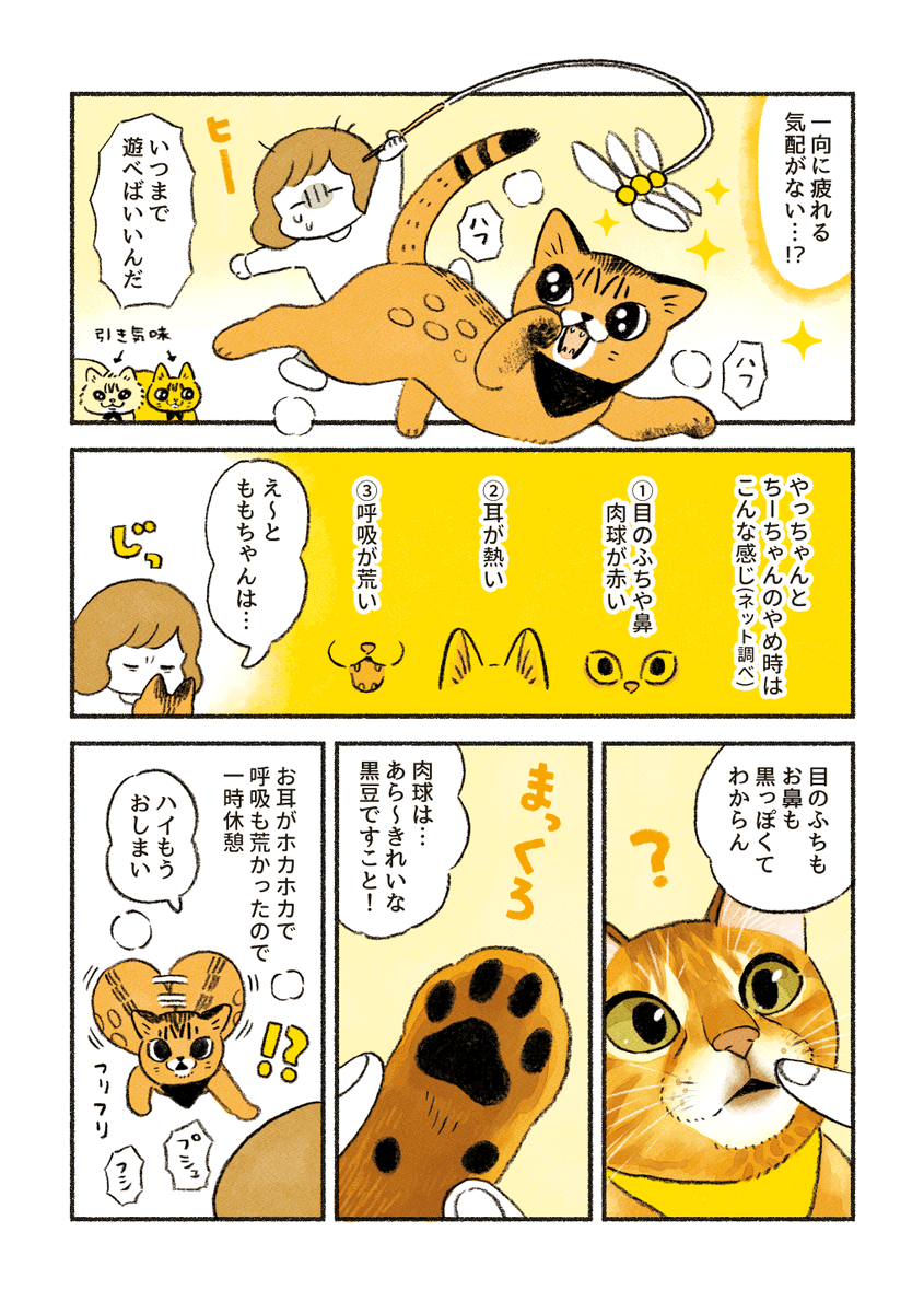 暴れ猫ももちゃん 