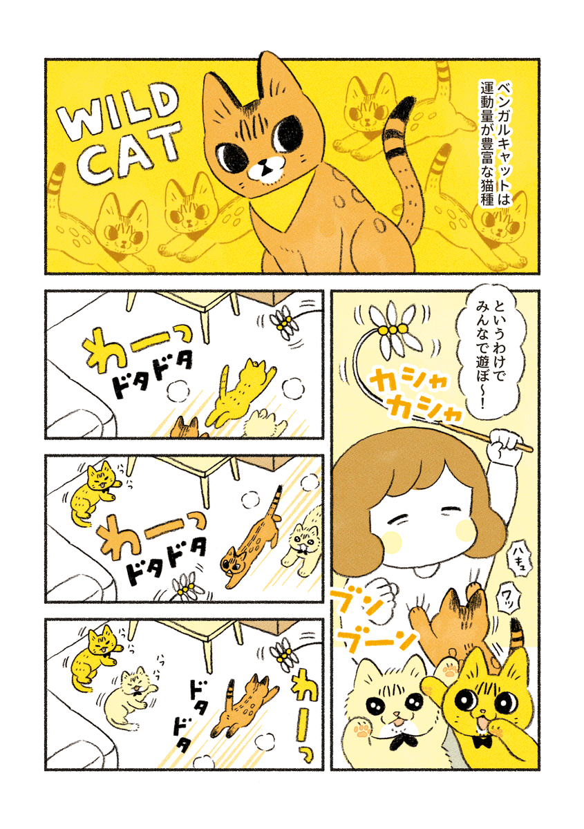 暴れ猫ももちゃん 