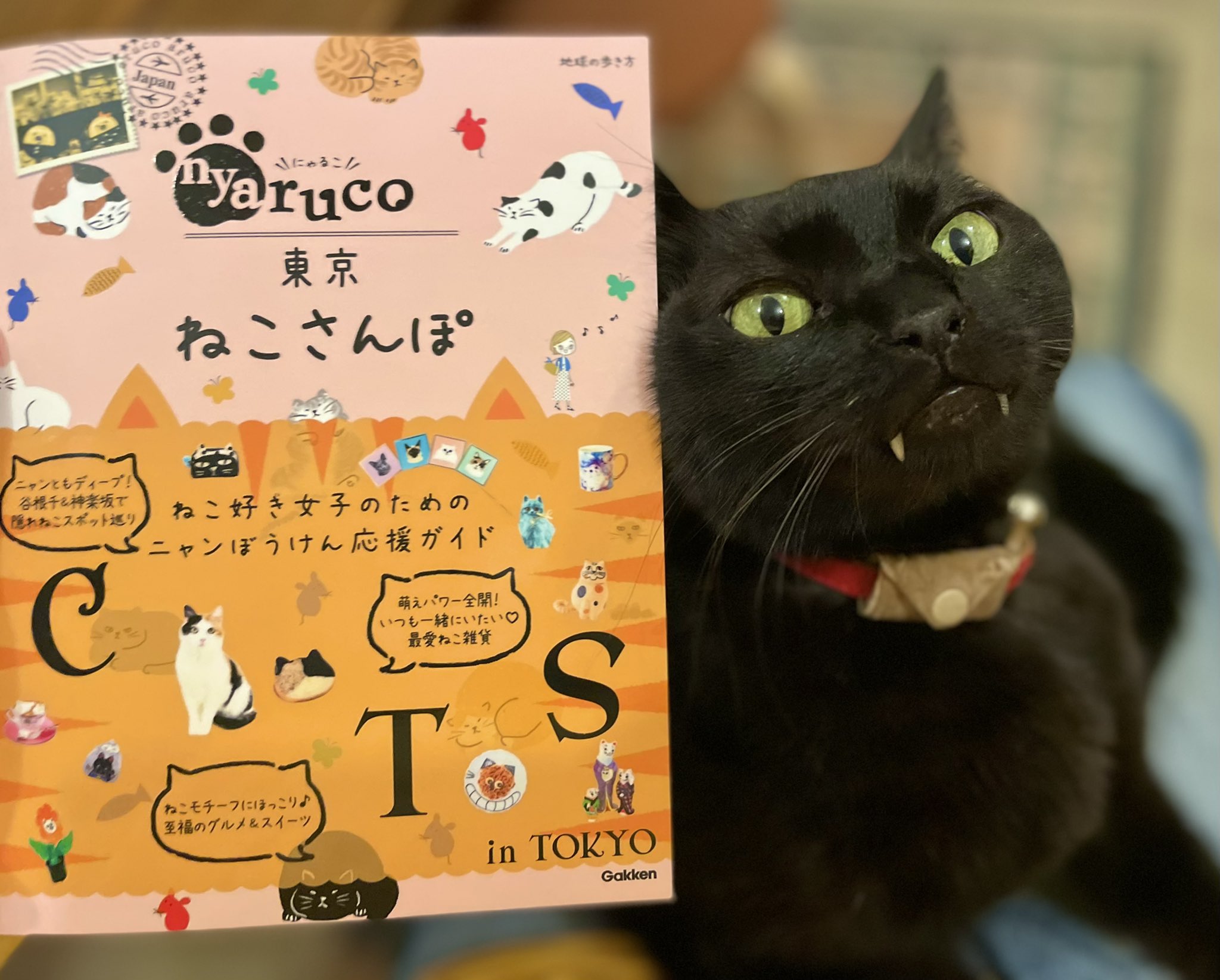 キャッツミャウブックス 見本でいただいた 地球の歩き方 Nyaruco 東京ねこさんぽ を開いてみると 東京にはこんなに猫にまつわる場所やお店があるのかと驚いてしまいます オトナの目には優しくないほど情報もギッシリ 初回入荷分のご予約は下記ページに キャッツミャウブックス 見本でいただいた 地球の歩き方 Nyaruco 東京ねこさんぽ を開いてみると 東京にはこんなに猫にまつわる場所やお店があるのかと驚いてしまいます オトナの目には優しくないほど情報もギッシリ 初回入荷分のご予約は下記ページに