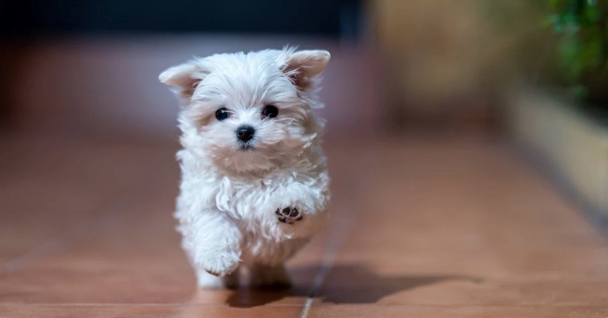 swiftermglobal's tweet photo. DTC petfood market worth $8.16 billion by 2028. According to a new market research report titled “Direct to Consumer Pet Food Market".
https://t.co/2Uu4NZ4eEN
#petfood #ecommerce #DTC #marketing #technology https://t.co/jPhiAGEEV3