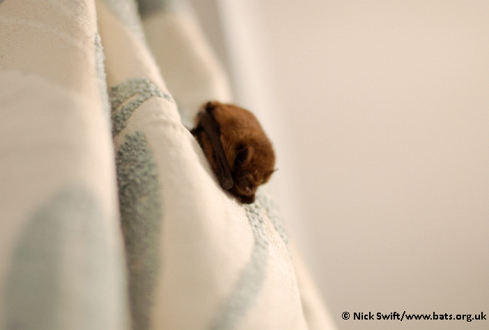 The volunteer bat care helpline is unfortunately closed this morning as there are no volunteers available to take bat care calls. If you find a bat that needs help please find some advice on this page: bats.org.uk/advice/help-iv… . Normal service will resume at 1pm