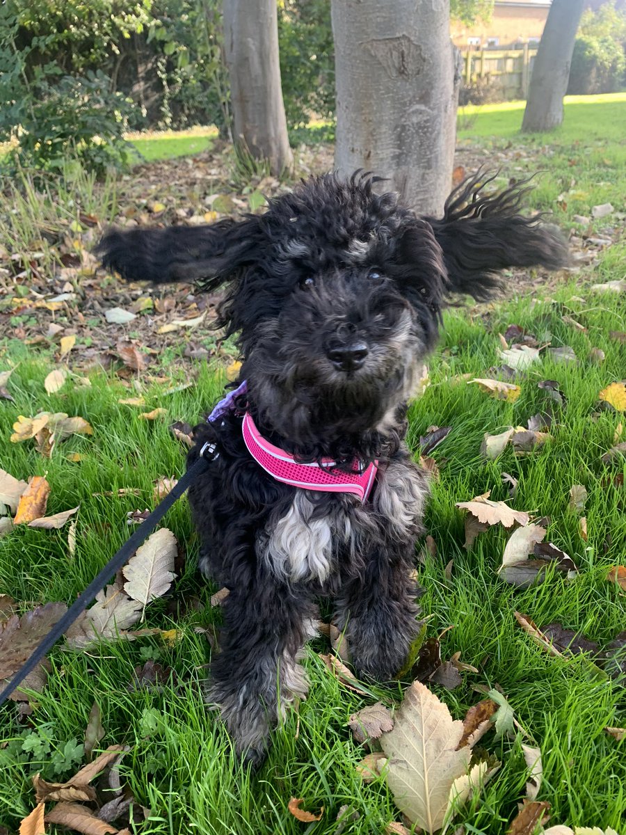 GabyArmiger's tweet photo. @OfficialPLT  #PLTpet  #PLT  my 10 month old pup Nola 💗 https://t.co/N0WLcYoaLl