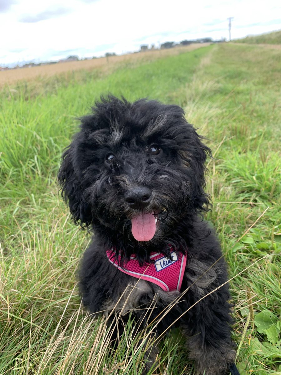 GabyArmiger's tweet photo. @OfficialPLT  #PLTpet  #PLT  my 10 month old pup Nola 💗 https://t.co/N0WLcYoaLl