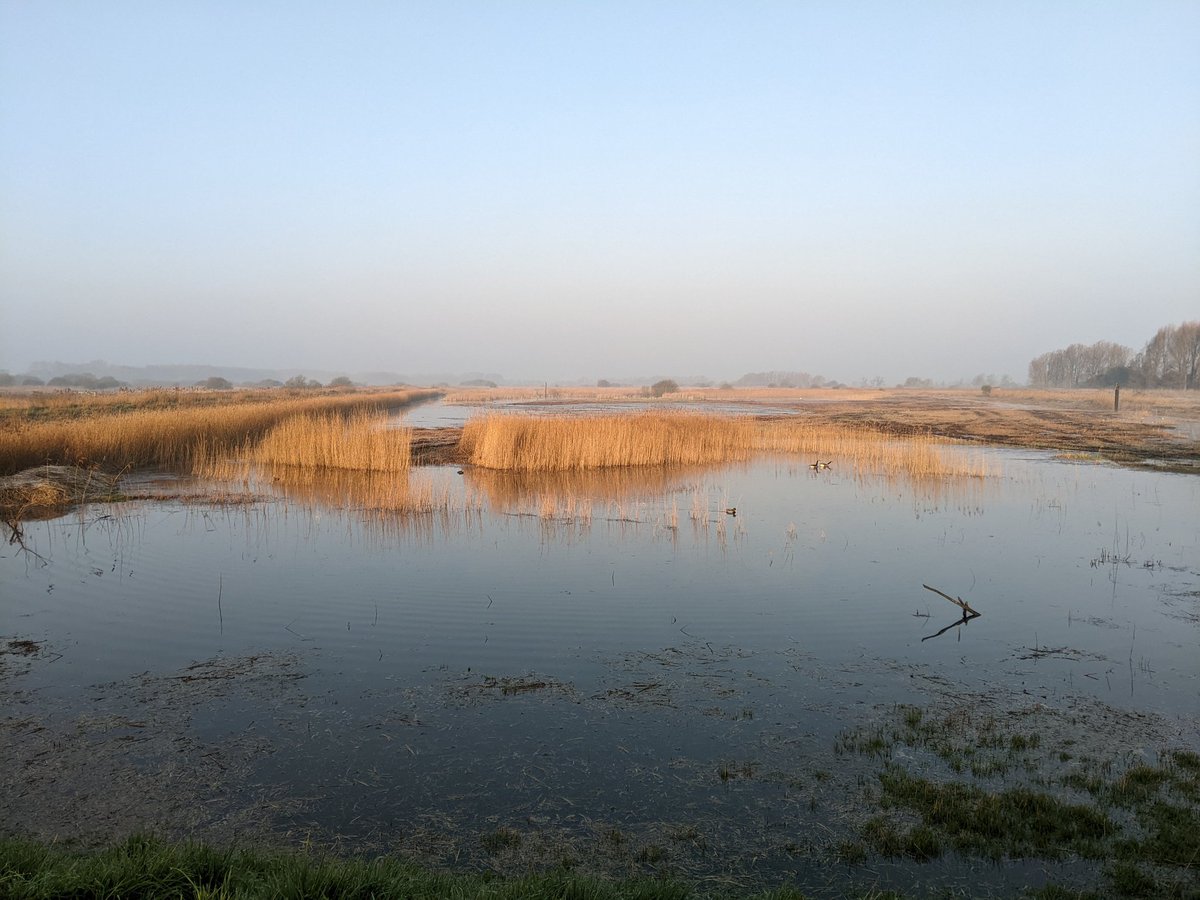 Sunrise <a href="/RSPBLakenheath/">RSPB Lakenheath Fen</a> , booming bitterns, bugling cranes and sky dancing marsh harriers. Nice!