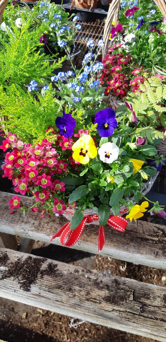 TOMORROW AT THE MARKET...
Bedding plants galore from the lovely Patrick of UGM Nurseries.