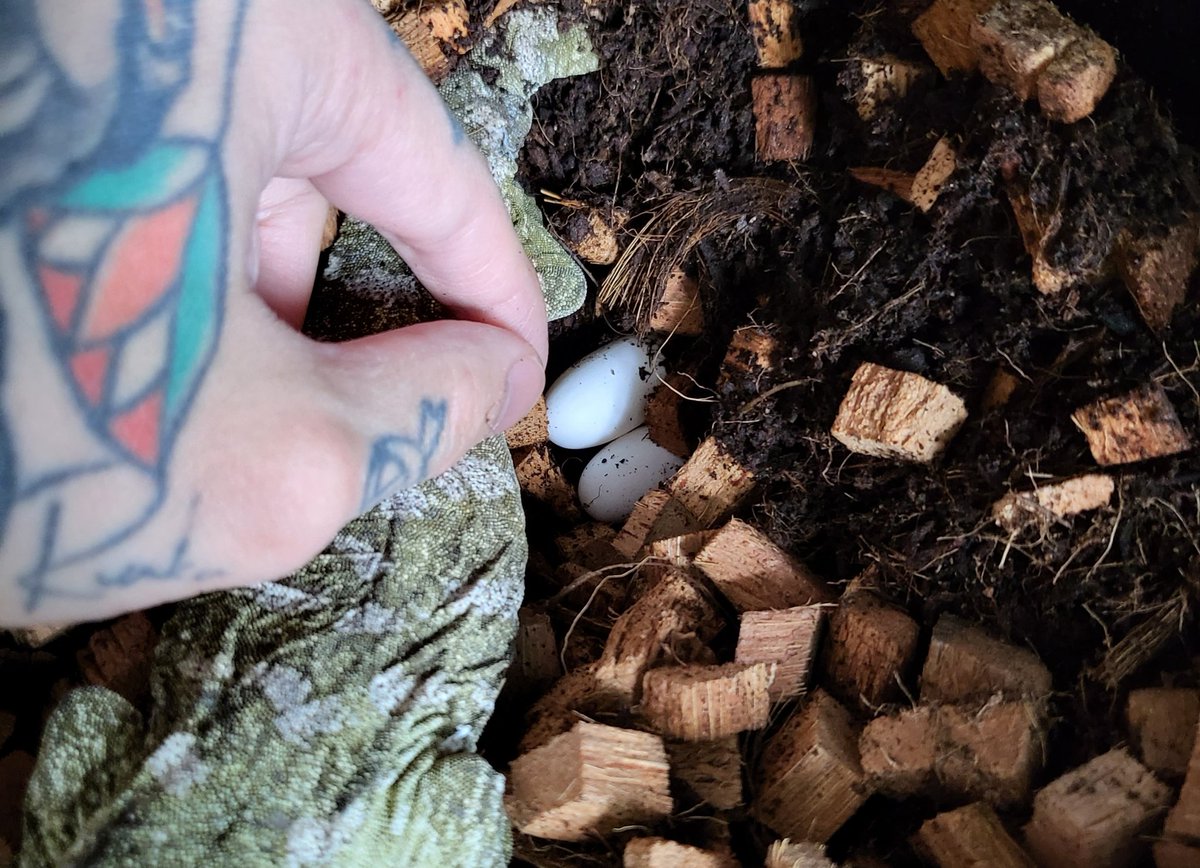 Leachianus / GiantGecko
3/24 ISLAND Egg