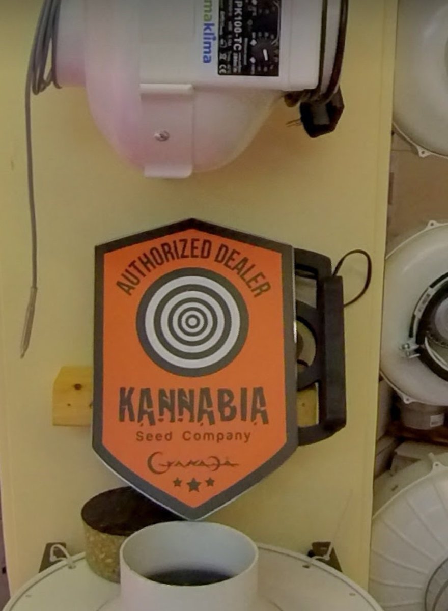 KannabiaGlobal's tweet photo. 📢 On Friday, March 25th, 2022 from 2:30 p.m., our colleague Melania from #KannabiaSeeds🌱 @KannabiaSeeds will be at Crazy Garden #Gartencenter 🍀🌻🌺 Get your #giveaway 🎁 🧡💚
📍 Grazbachgasse 14, Graz, #Austria 8010🇦🇹 #CrazyGarden Web: https://t.co/FhRGV8N7IA #cannabisindustry https://t.co/9GmG1tESQS