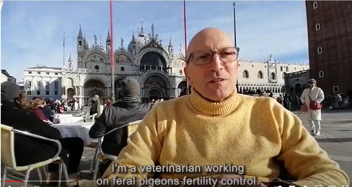 BotstiberIWFC's tweet photo. Dr. Marco Pellizzari, Vet Consultant, @theRCVS,  discusses fertility control for feral pigeons. Dr. Pellizzari will speak @ the 9th International Conf. on Wildlife Fertility Control in @CityofCOS in May.
https://t.co/dSAvzXCv0I

#wildlife #wildlifefertilitycontrol #icwfc #pigeons https://t.co/5NoEvrCubR