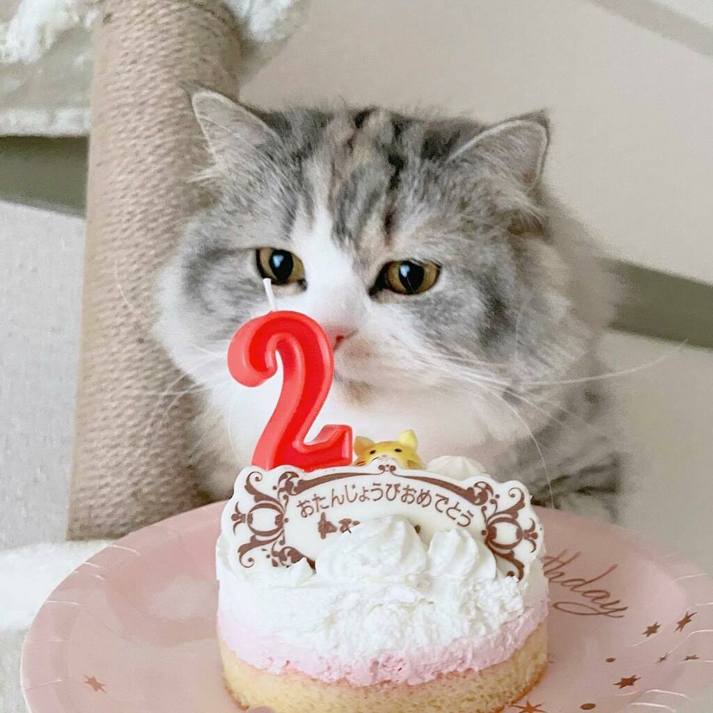 ねむろぐ🐈ねこがいる暮らし/スコティッシュフォールド tweet media