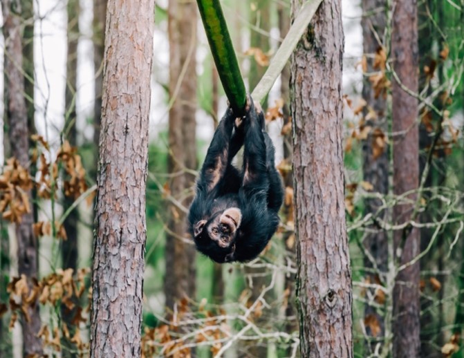 DDAF_org's tweet photo. Were swinging from the treetops with excitement to announce that with the help of our generous donors, including DDAF, the #ChimpsInNeed emergency rescue effort, led by @napsaprimates, has so far moved 23 chimpanzees to great new homes and will move 8 more chimps later this year. https://t.co/F1EtgUNiUd