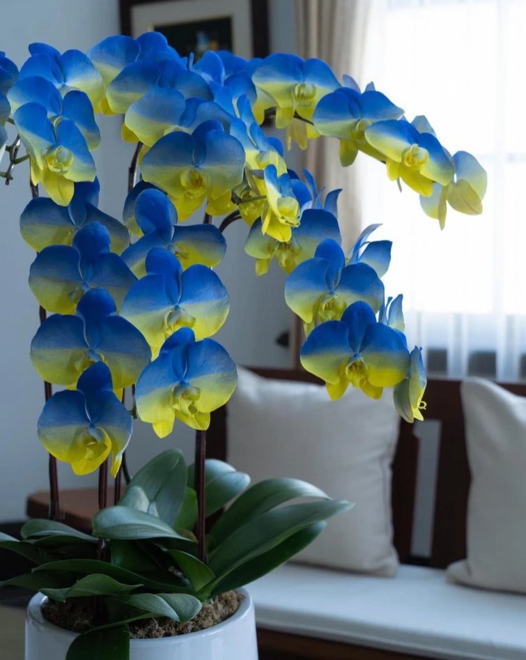 UkraineNow_Org's tweet image. 💙💛

#StandWithUkraine #StopWarInUkraine