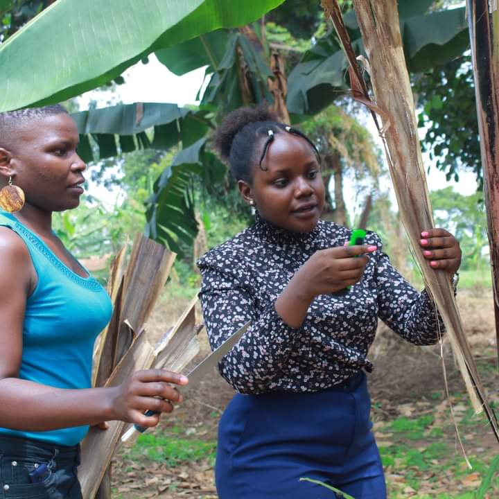 #LYPMarketDay 

Mawejje Creations, <a href="/MawejjeCreation/">Mawejje Creations</a> is a social enterprise and a banana fibre centre that empowers banana farmers &amp; supports youth to revolutionise the fashion industry.