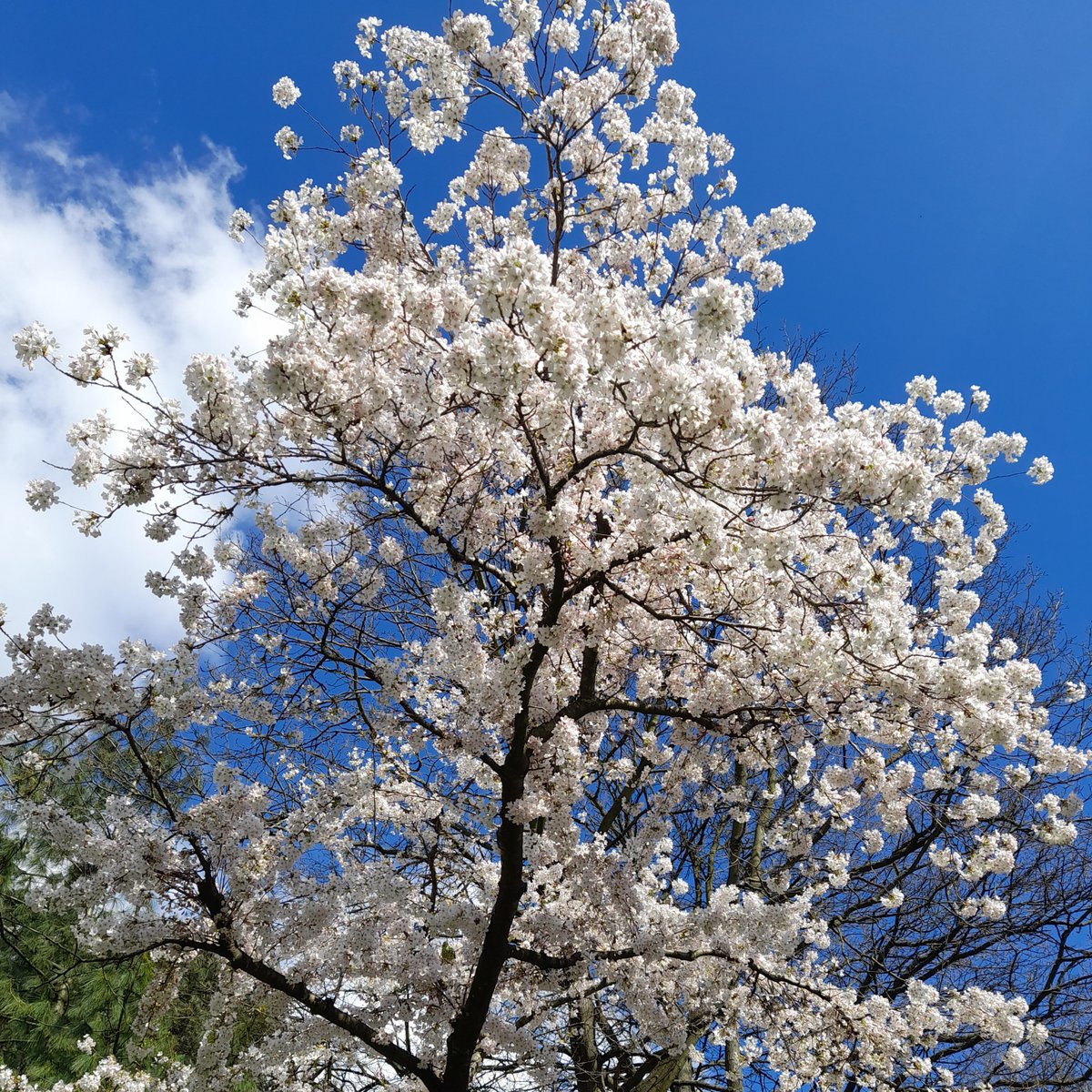 EnglishGardeni1's tweet photo. We'll be at RHS Wisley Spring Plant Fair tomorrow 12.30pm, meet by the main ticket entrance if you would like to join us! #wisley #surrey #springplantfair #gardening https://t.co/zucrsIm2ia