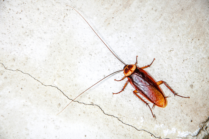 More slightly unfortunate news! Spring rains, a flush of heat, and decaying plant material = roach issues. Don’t worry though: you can prepare. bit.ly/3yOxCFD
