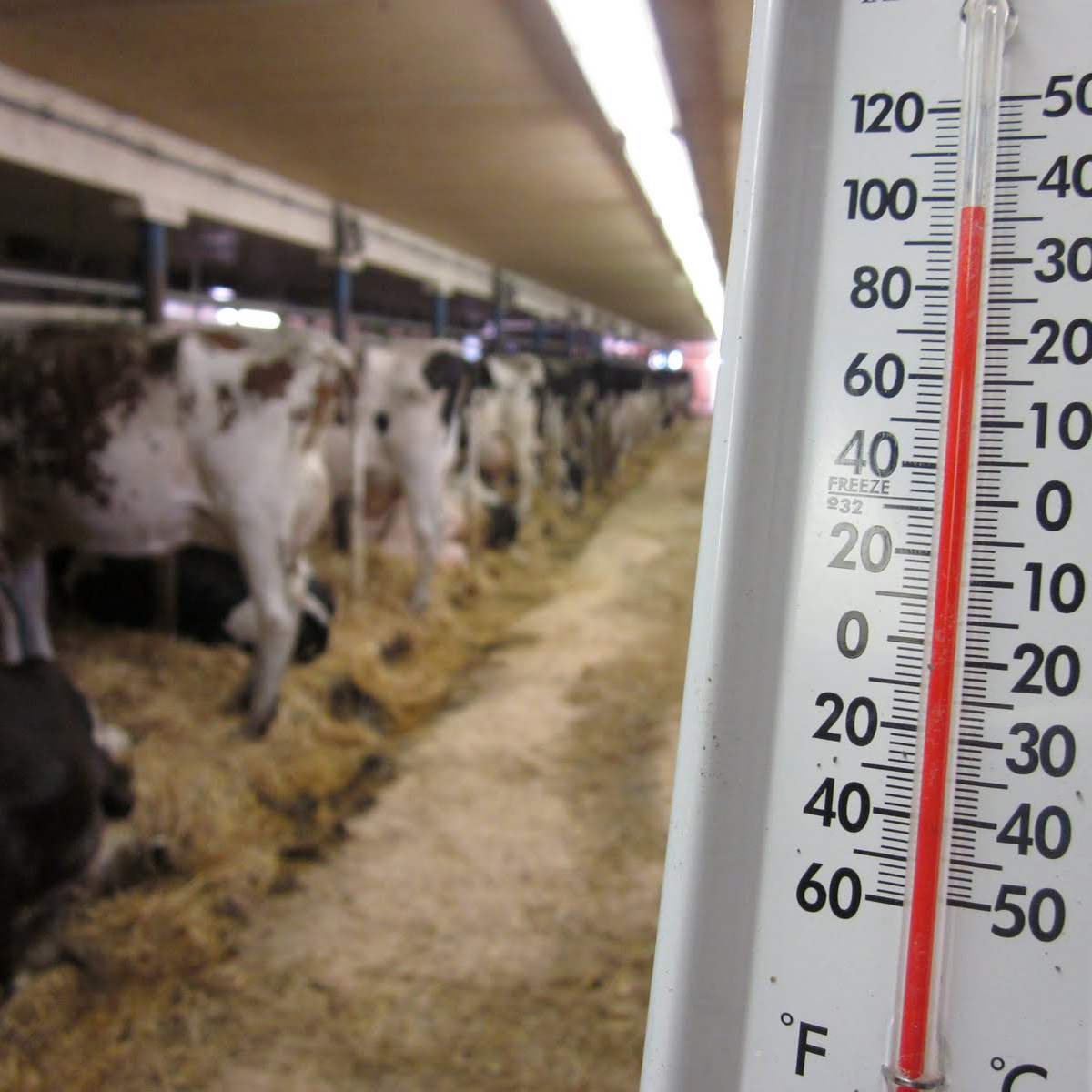 TechMixGlobal's tweet photo. Are you prepared to mitigate the effects of heat stress on your dairy before the warm weather sets in?  Heat stress hits at lower temperatures – which means heat abatement strategies should be implemented sooner to prevent the effects of heat stress. https://t.co/bVl9wJeb5d https://t.co/1GHzAn3otT